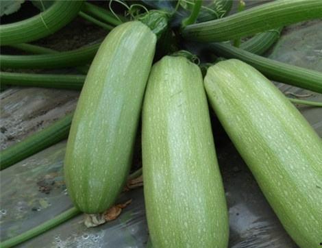 晨曦时梦见兮汉化 