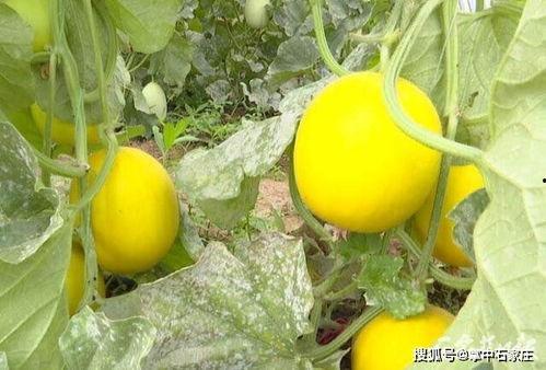 黑料吃瓜网apk普通安装  第3张